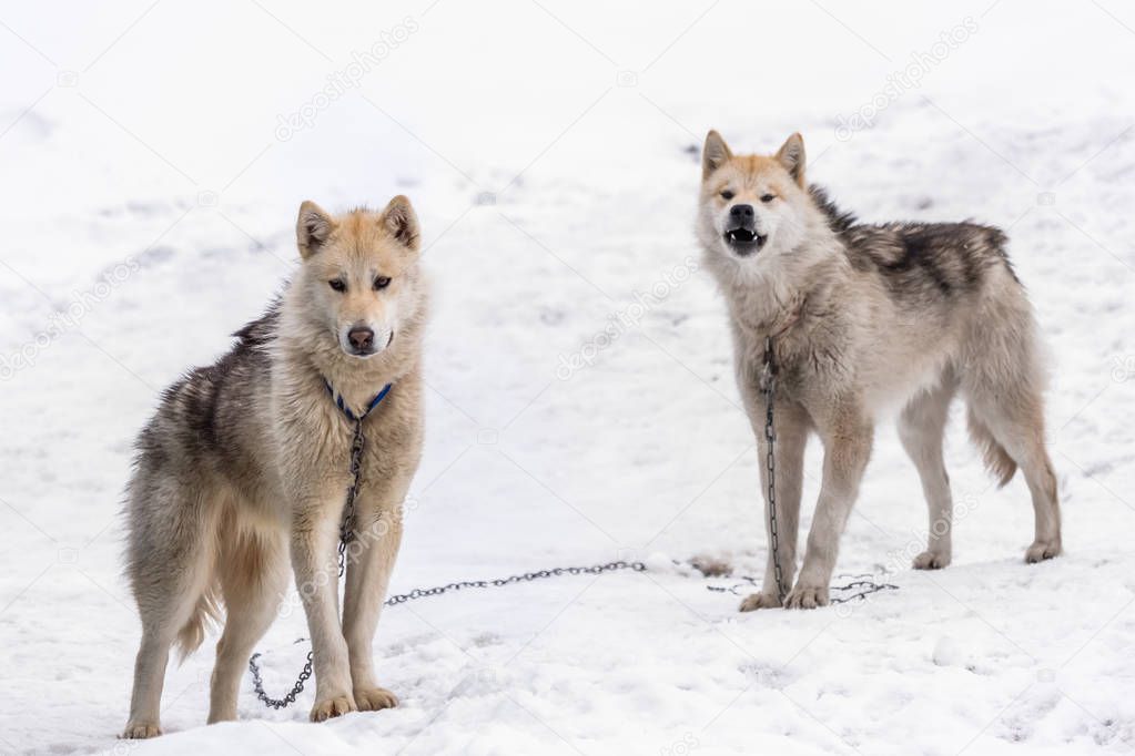 Two greenlandic Inuit sledding dogs standing on alert in the snow, Sisimiut, Greenland