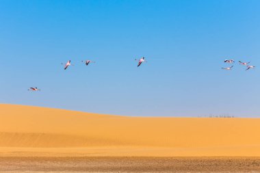 Pembe flamingolar Kalahari Çölü, Namibia kumul üzerinde uçan