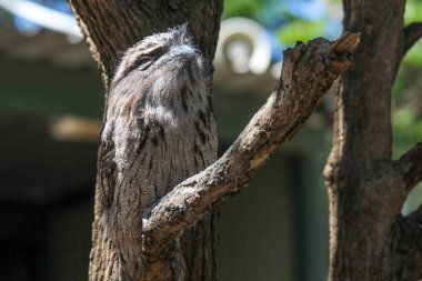 Avustralya frogmouth nightjar onun tüy kamuflaj ile gizleme