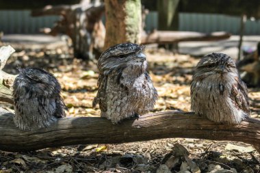 Dalda oturan üç Avustralyalı frogmouth baykuşu, Sydney Au