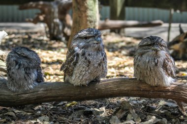 Dalda oturan üç Avustralyalı frogmouth baykuşu, Sydney Au