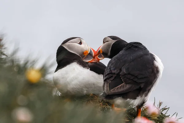 Dvojice islandských puflíků se líbaly, latrabjarg útesy, Westfjor — Stock fotografie