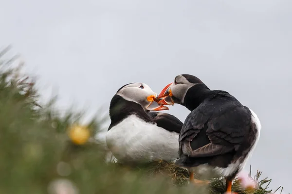 Dvojice islandských puflíků se líbaly, latrabjarg útesy, Westfjor — Stock fotografie