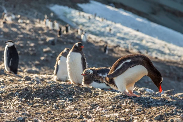 Verschillende gentoo pinguïns kuikens enjoing de zon op de Barrientos — Stockfoto