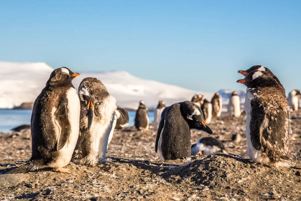 Αστεία αναζητούν Gentoo πιγκουίνοι αποικία που κάνει το χαμάμ και το ποδήλατο — Φωτογραφία Αρχείου