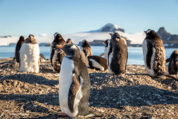Drôle recherche gentoo pingouin poussin enjoing l 'bain de soleil avec son — Photo