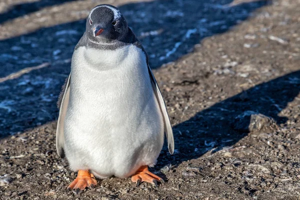 FAT Gentoo Penguin Chick festészet a nap fény a Barrientos — Stock Fotó