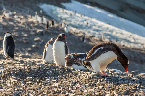 Several gentoo penguins chicks enjoing the sun at the Barrientos