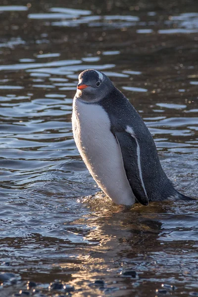 Nedves Gentoo pingvin álló vízben a Barrientos sziget, — Stock Fotó
