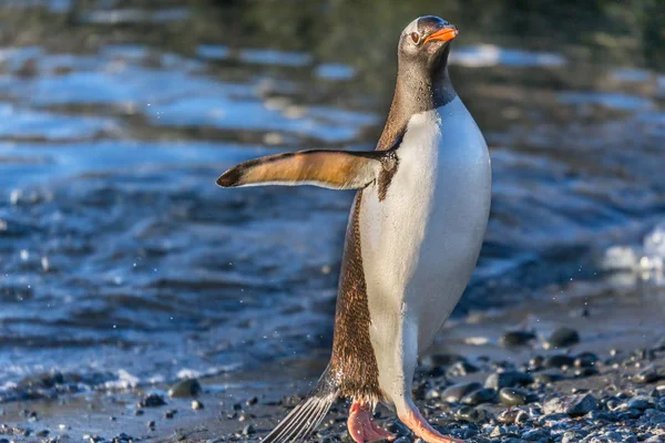 Vlhká Gentoo tučňáků přistavá z oceánských vod v baru — Stock fotografie