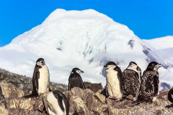 Verschillende Evening pinguïns staan op de rotsen met sneeuw berg — Stockfoto