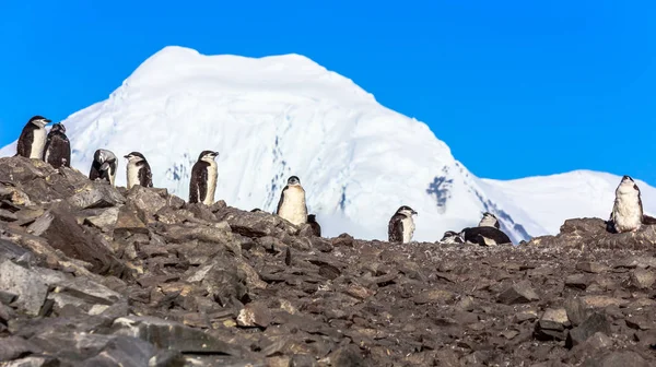 Kilka pingwiny pasek stojący na kamieniach z zamontowaniem śniegu — Zdjęcie stockowe