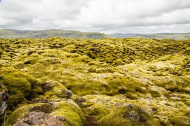 Güney İzlanda 'da yosun panorama ile kaplı İzlanda lav alanları