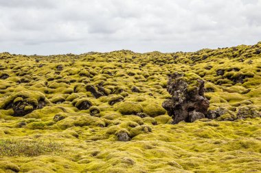 İzlanda lav sahaları Güney İzlanda 'da yosun panorama ile kaplıdır.