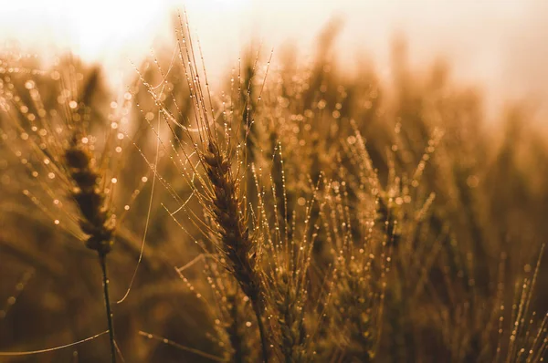 Ladang Gandum Bawah Sinar Matahari Panen Atau Konsep Pertanian — Stok Foto