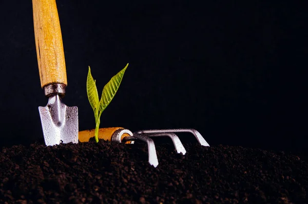 Tumbuh Muda Kebun Konsep Pertumbuhan Atau Pencapaian — Stok Foto
