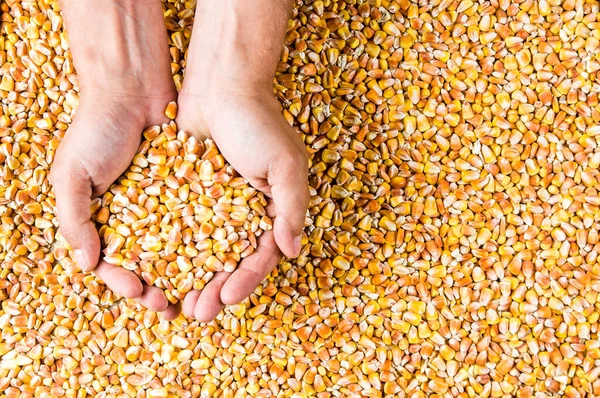 İnsanların elinde mısır taneleri. Üst görünüm