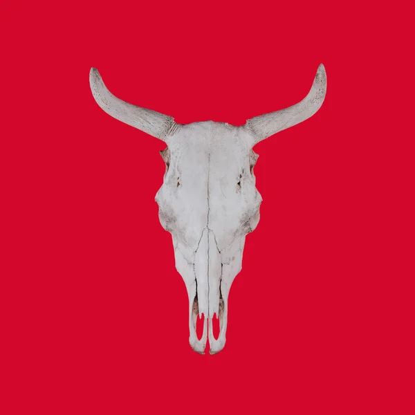 Kırmızı arkaplanda beyaz inek kafatası izole