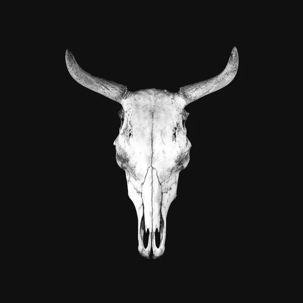 Cráneo Vaca Blanca Aislado Sobre Fondo Negro — Foto de Stock