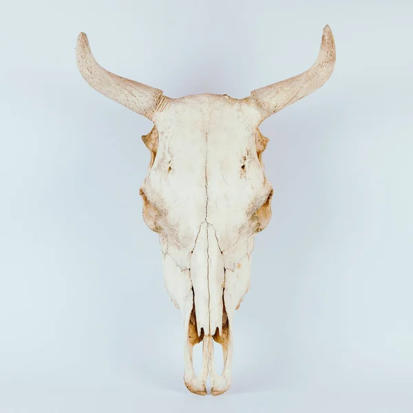 Beyaz arka planda beyaz inek kafatası izole