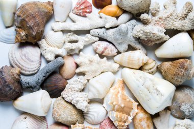 beyaz arkaplanda deniz kabukları