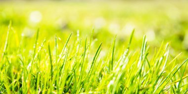 Çiy damlalarında yeşil bir çimen tarlası