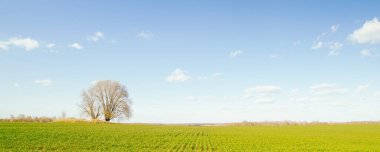 Bahar manzarası. Yeşil bir tarlada tek bir ağaç Bulutlu mavi bir gökyüzüne karşı