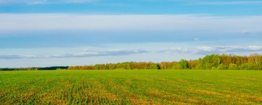 Bahar ya da yaz manzarası. Bulutlu mavi gökyüzüne karşı tarla ve yeşil orman