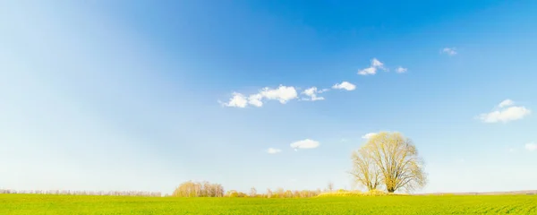 Bahar manzarası. Yeşil bir tarlada tek bir ağaç Bulutlu mavi bir gökyüzüne karşı