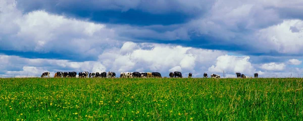 Kırsaldaki çiçekli bir çayırda bir inek sürüsü