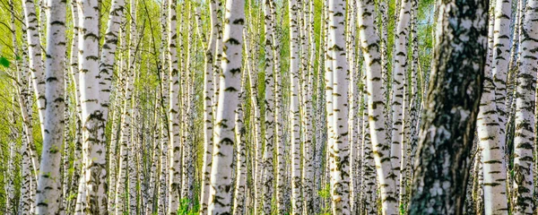 Bahar manzarası. Beyaz huş ağaçlarının gövdeleri. Panoramik çerçeve