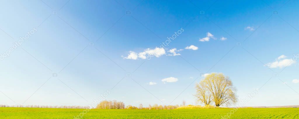 Spring landscape. A single tree in a green field against a blue sky with clouds