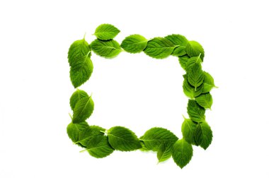 Beyaz arka planda naneli çerçeve. Metin için üst görünüm şablonu