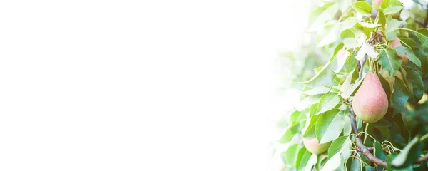 Beyaz arka planda taze armut meyveleri olan ağaç dalları