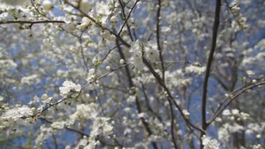 Kiraz çiçekleri dalları. Yavaş motivasyon ve yakın çekim