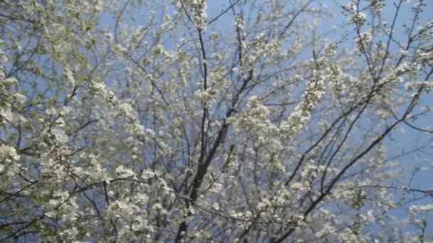 Kiraz çiçekleri dalları. Yavaş motivasyon ve yakın çekim — Stok video