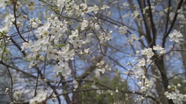 벚꽃의 가지들. 슬로우 모티 롬과 클로즈업 — 비디오