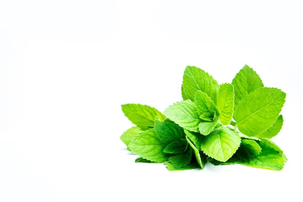 Peppermint Leaves Isolated White Background Template Text Disign — Stock Photo, Image