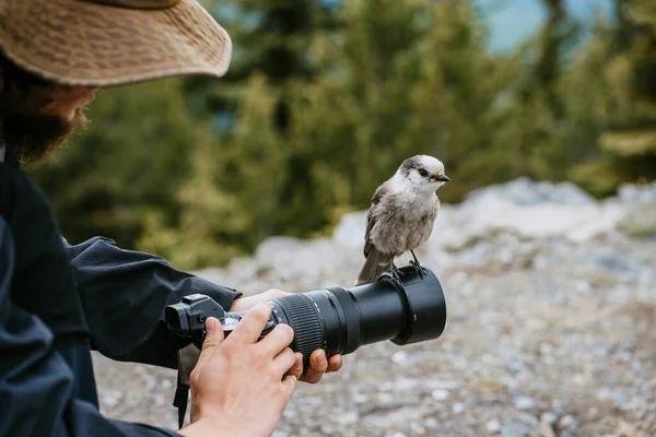 Kamerayı elinde tutan bir fotoğrafçı ve fotoğrafçının objektifinde oturan bir kuşun vahşi yaşam fotoğraflarını çekerken görüntüsü. Banff Ulusal Parkı, Alberta, Kanada