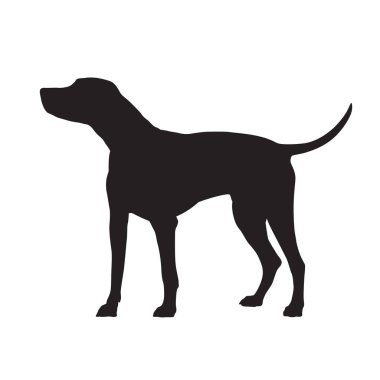 Dalmaçya köpeği ayakta, vektör siluet izole. Evcil hayvan