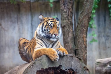 Kaplan Sumatran, panthera tigris sumatrae. Vahşi yaşam hayvan predat