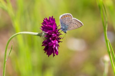 Yazın güneşli bir günde çayırda çiçek açan çiçek (centaurea cyanus) üzerinde yaygın mavi kelebek (poliyommatus icarus); biyolojik çeşitlilik bulanık bokeh arka planlı ekosistem kavramını kaydeder