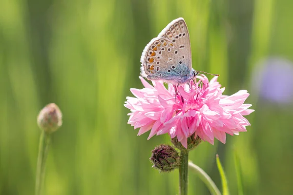 緑の蝶 Polyommatus Icarus のコーンフラワー Centaurea Cyanus は初夏の晴れた日に牧草地で開花します 生物多様性はボケを背景に生態系の概念を保存します — ストック写真