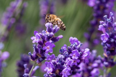 Bal arısının (apis mellifera) bulanık bokeh arkaplanlı lavanta (lavandula angustifolia) çiçeği; böcek ilacından arındırılmış çevresel koruma arıların biyolojik çeşitlilik kavramını korur;