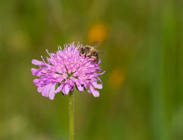 Méhecske Makró Apis Mellifera Homályos Bokeh Hátterű Scabiosa Virágon Peszticidmentes — Stock Fotó