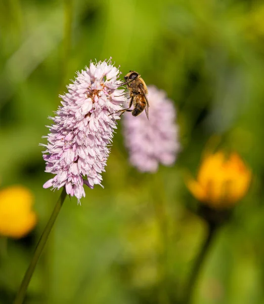 Bir çayır bistort (bistorta officinalis) üzerindeki bir bal arısının makro 'su (apis mellifera) bulanık bokeh arka plan ile çiçek açar; böcek ilacı içermeyen çevre koruma arıları biyolojik çeşitlilik kavramını korur;