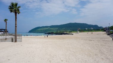 Güney Kore 'deki Jeju adasındaki yüksek yeşil bir dağın önünde, deniz kenarında palmiye ağacı olan kısa kumlu bir sahil.