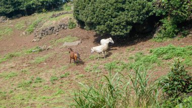 Üç at, biri kahverengi diğeri beyaz, Güney Kore 'deki Jeju adasındaki bir dağın yamacındaki yeşil bir çayırda otluyor.