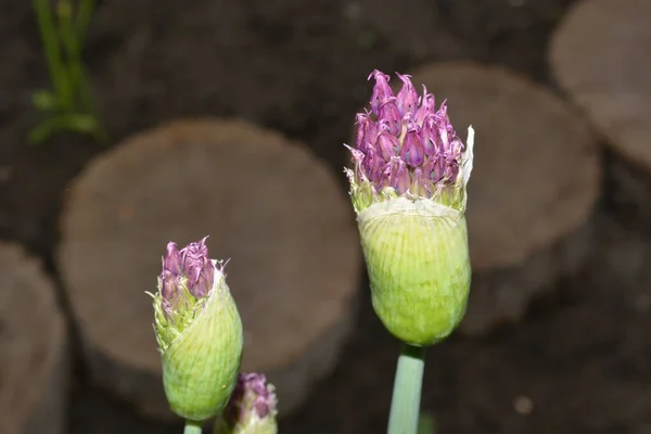 Kwitnące Pąki Cebuli Dekoracyjne Zbliżenie Ogrodzie — Zdjęcie stockowe