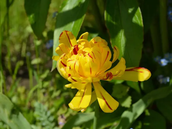 Uma Vista Maravilhosa Das Tulipas Amarelas Florescendo Jardim Primavera — Fotografia de Stock